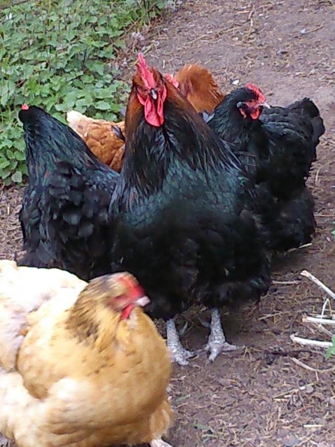 Bed and Breakfast Clumber Lane End Farm Worksop Exterior foto